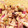 tomoyo0722's cooksnap of when they made ❍赤たまねぎとお豆のサラダ❍.