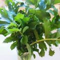 taako1552's cooksnap of when they made シャキッと♪＊大根葉の一時保存＊.