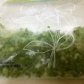 ミラクルぷっちょ's cooksnap of when they made ネギの保存方法.