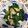 ちゃぎー's cooksnap of when they made 簡単 小松菜とあげの煮浸し.