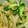 sayaglayer's cooksnap of when they made もやしときゅうりのナムル.