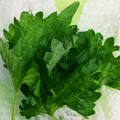 麻's cooksnap of when they made 大葉の保存法.
