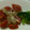 ma___111's cooksnap of when they made 低糖質♪らっきょとトマトのさっぱり冷奴.