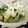 りょうびん's cooksnap of when they made アボガド豆腐クリーム和えのコールスロー.