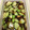 クックGW9ZS1☆'s cooksnap of when they made まくわうりのゆず風味漬け.
