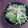 kanakun's cooksnap of when they made 水菜のサラダ＊柚子胡椒ドレッシング.