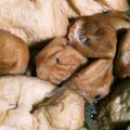 Jyohana's cooksnap of when they made 簡単おでん風時短煮物～練り天入り.
