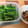 おチョコの黒ぢょか's cooksnap of when they made 農家のおばあちゃん直伝！からし菜のお浸し.
