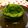 maropi's cooksnap of when they made 簡単☆ズッキーニのくるくる塩こうじ浅漬け.
