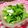 Ｒｅｅ☆'s cooksnap of when they made 水菜とスライスチーズの簡単サラダ.