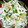 garnet131's cooksnap of when they made ＊ささみのＷおろしサラダ＊.