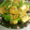 大和mama's cooksnap of when they made 絹さやと厚揚げとたまごの炒め物.
