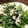 ☆まみぃ77☆'s cooksnap of when they made おかひじきと蓮根のみそマヨ和え.