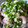スティッチ08♪'s cooksnap of when they made いか下足の柚子胡椒和え.