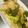 suchan＊'s cooksnap of when they made ブロッコリーとカブのオリーブオイル炒め.