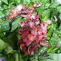 ゆかきち♡'s cooksnap of when they made 時短で超うま！ほうれんそうサラダ.