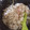 ぴかそ0201's cooksnap of when they made ベーコンとごぼうの簡単炊き込みご飯.