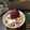 nokkoron's cooksnap of when they made 甘くてやみつき！さつまいもご飯♡.