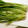 うめこ＆りゅうのすけ's cooksnap of when they made 京野菜の定番、壬生菜の切り方　京都カフェ.