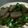 ウッピィ's cooksnap of when they made こんにゃくとピーマンのにんにく醤油炒め.