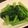 meimeipota's cooksnap of when they made ぱばっと小松菜ガーリック炒め.