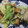 10001回目's cooksnap of when they made ちくわの塩こんぶバター炒め.