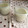 ふんわりしょこら's cooksnap of when they made 愛しの水ようかん♪抹茶豆乳～アガー使用～.