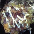 明日見's cooksnap of when they made お弁当・お好み目玉♪.
