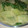 親指姫様's cooksnap of when they made 簡単：しろ菜のわさび醤油マヨネーズ和え.