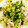 hamupuchi's cooksnap of when they made 大根葉と鮭フレークで簡単混ぜご飯！.