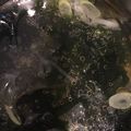 momoko38's cooksnap of when they made 大根おろしとワカメの簡単スープ.