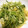 nerigoma's cooksnap of when they made 簡単！水菜のガーリック炒め★.
