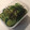 かりんにゃう's cooksnap of when they made 簡単きゅうりの浅漬け.