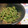 Cookじゃす's cooksnap of when they made ＊いんげんの胡麻和え＊.