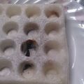 おおなべ's cooksnap of when they made 餅ワッフル【つぶあん入り】.