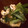 クックVI6LOP☆'s cooksnap of when they made 小松菜と揚げの煮びたし.