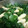 なかたんた's cooksnap of when they made ほうれん草と油揚げ.