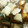 rinox2's cooksnap of when they made 簡単☆鶏肉と大根のさっぱり煮.