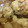 ひろだいしーず's cooksnap of when they made ほろほろ！鶏手羽と大根の煮物.