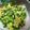 かぴーな's cooksnap of when they made たくあんのネギもみ.