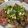 ゆきのこ☆'s cooksnap of when they made cafe風ねぎトロ丼.