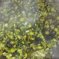 kimi4desu's cooksnap of when they made カブの葉でご飯のお供★しっとりふりかけ.