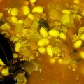 rekkaera's cooksnap of when they made 大豆と彩り野菜のトマト煮.