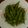 もりのりころ's cooksnap of when they made 一人前レンジで5分！簡単節電茹で枝豆♪.