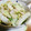 rummysachi's cooksnap of when they made 白菜の味噌ゴママヨ和え.