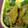 クマたぬき's cooksnap of when they made レンジで簡単☆お野菜と茸の和風オムレツ.