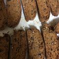 ちゃろみん's cooksnap of when they made 雑穀のビスコッティ.。☆ハチミツきなこ味.