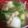 よーやん！'s cooksnap of when they made ほっこり♪里芋ベーコンの水菜スープ.