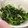 ひろカ's cooksnap of when they made にらともやしのさっぱり炒め.