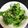 きょろまく's cooksnap of when they made 生で食べる春菊のサラダ.